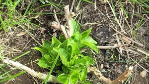 Ogromne kwiaty i silne pędy hortensji. Jest na to tylko jeden pewny sposób