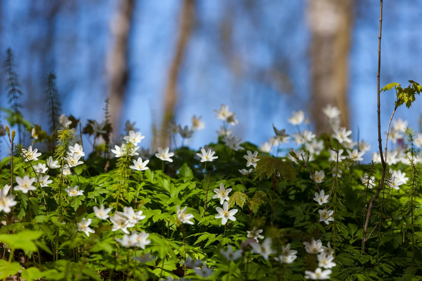 Równonoc jesienna dawniej i dziś - w jakie rytuały wierzono? Równonoc wiosenna - kiedy ma miejsce?