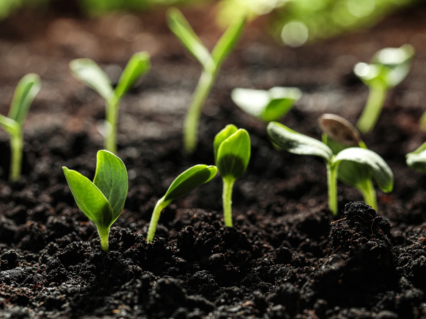 Młode zielone kiełki wyrastające z ciemnej, wilgotnej ziemi w naturalnym świetle.