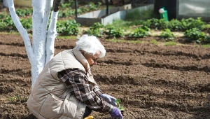 Stosuj od wczesnej wiosny. Użyźnia glebę, wzmacnia korzenie roślin