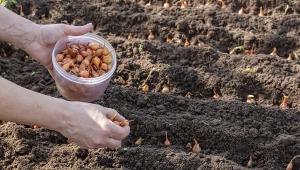 Pół godziny kąpieli przed sadzeniem. Cebule będą duże i pyszne