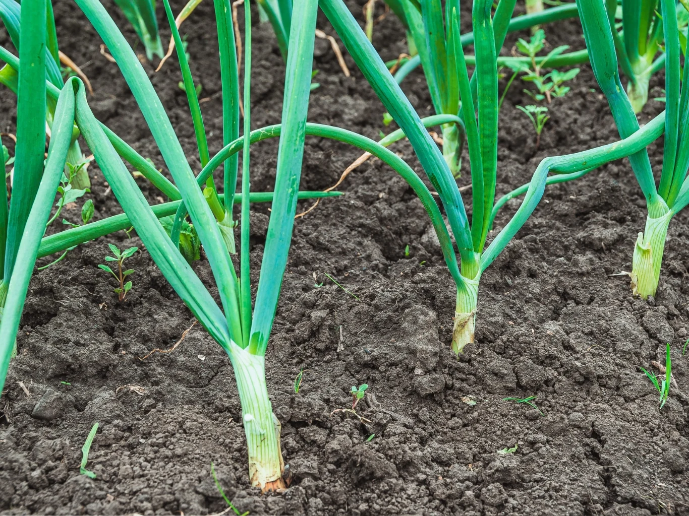 Rzędy zielonej cebuli rosnącej na wilgotnej, ciemnej ziemi ogrodowej.