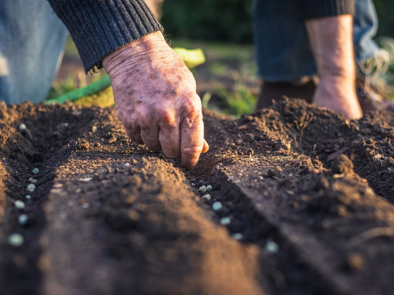 Dłonie starszej osoby sadzącej nasiona w równych rzędach na świeżo przekopanej, wilgotnej ziemi ogrodowej.