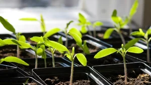 Jak stworzyć idealne podłoże pod wysiew warzyw?