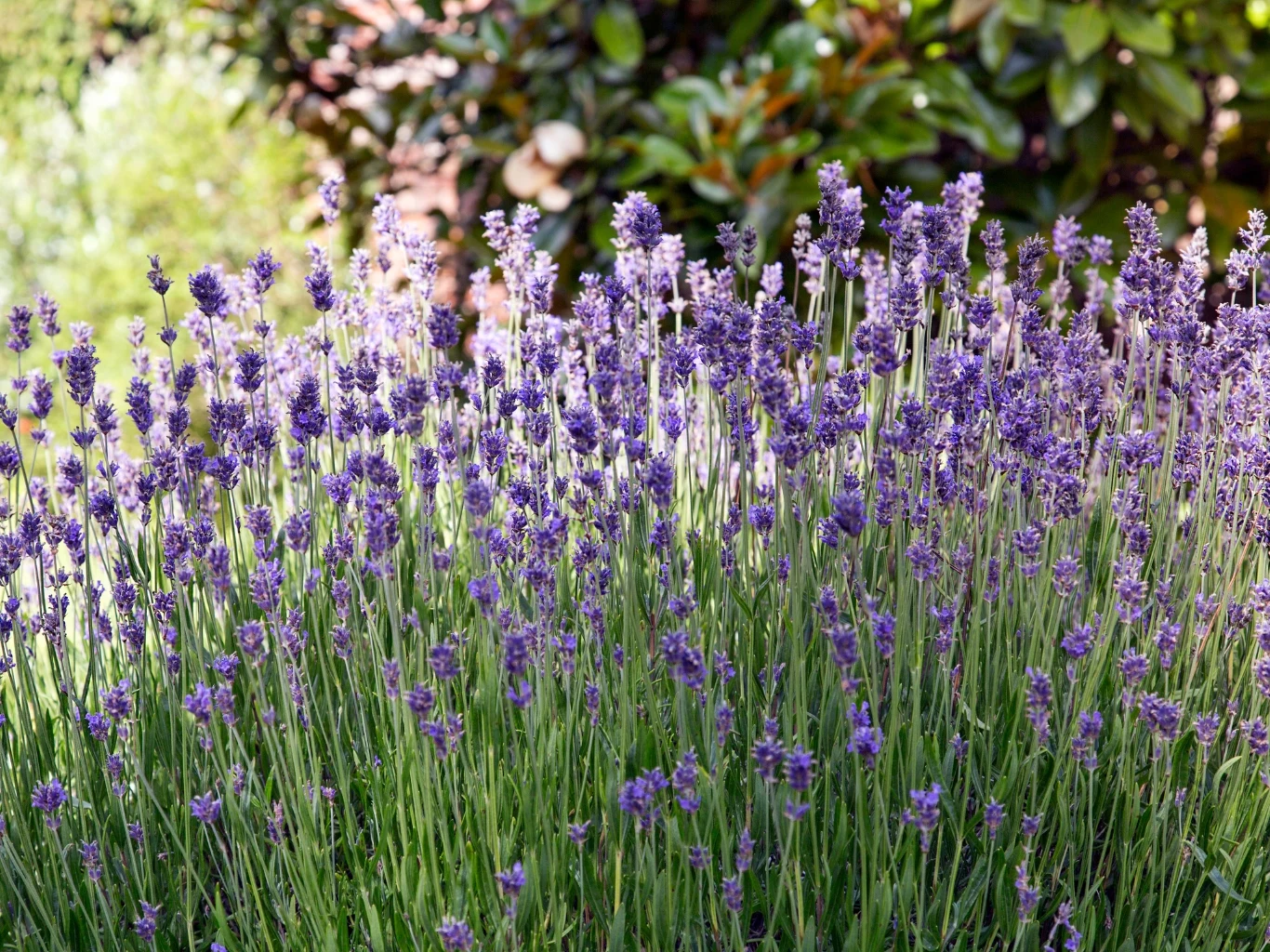 Kiedy i czym nawozić lawendę? Gęste, intensywnie fioletowe kwiaty lawendy na tle zielonych liści krzewów w ogrodzie.