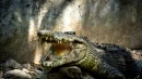Krokodyle to dzisiaj zwierzęta czworonożne. Nie zawsze tak było
