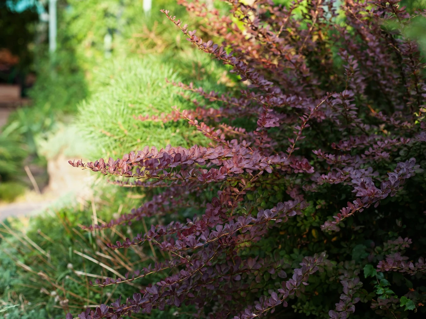 Gęste, bordowo-fioletowe gałęzie berberysu rozpościerają się w prawo, kontrastując z zielonym tłem iglastych i liściastych roślin ogrodowych.