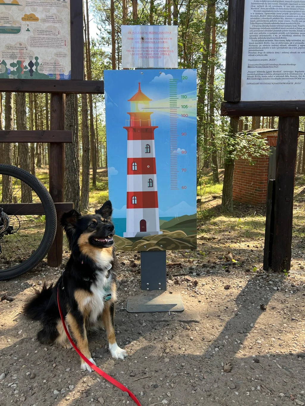 Uśmiechnięty pies na czerwonej smyczy siedzi przed kolorową tablicą przedstawiającą latarnię morską z miarką wysokości, otoczony leśnym krajobrazem z licznymi drzewami i elementami informacyjnymi na tablicach w tle.