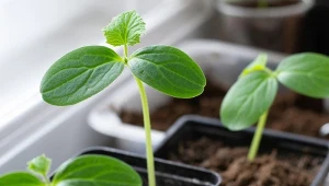 Stara dobra odżywka na wzmocnienie rozsady ogórków. Będą zdrowo rosły