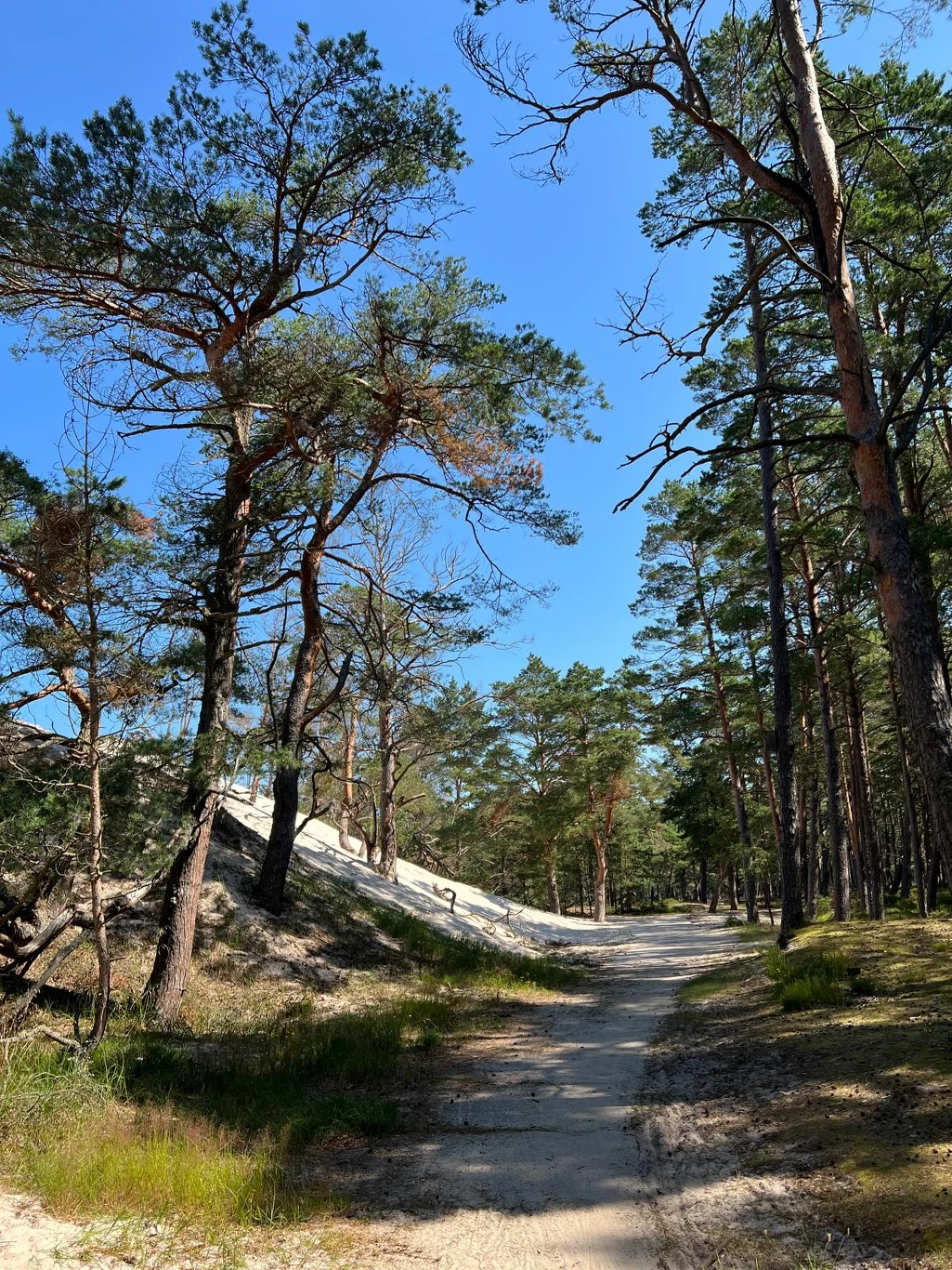 Leśna ścieżka prowadząca przez sosnowy las, otoczona wysokimi drzewami i porośnięta trawą, z jasnym piaskiem widocznym po lewej stronie oraz intensywnie niebieskim niebem w tle.