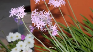 Dlaczego warto sadzić tulbagię fioletową w ogrodzie?