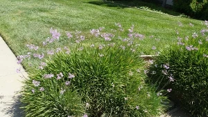 Naturalne sposoby na odstraszanie węży. Co warto wiedzieć?