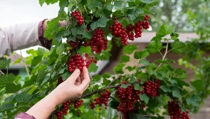 Rozpuść i wlej pod porzeczki w marcu. Owoce ledwo zmieszczą się na krzaczku