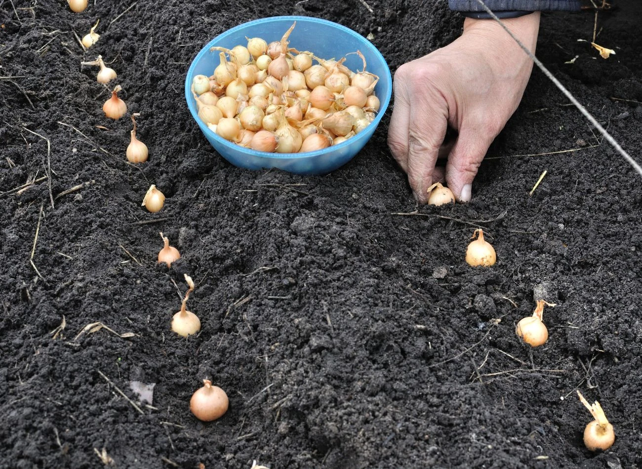 Ręka osoby sadzącej cebulki do żyznej, czarnej ziemi, obok niebieska miska wypełniona cebulkami ustawiona na przygotowanym grządce.