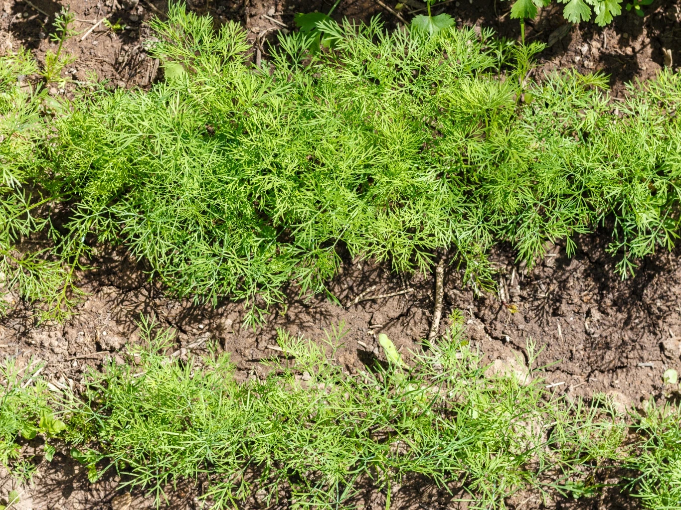 Jak siać koper, żeby nie opadał po wschodach? Silny koper ogrodowy w ogrodzie warzywnym
