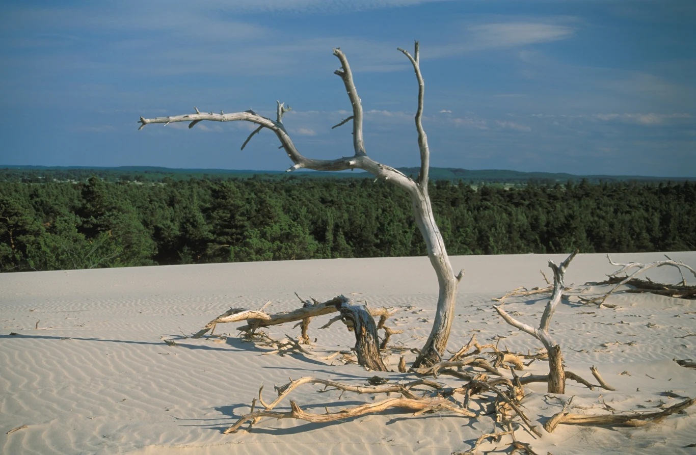 Białe, piaszczyste wydmy z suchym, powykręcanym martwym drzewem na pierwszym planie, w tle rozległy pas zielonych lasów pod błękitnym niebem.
