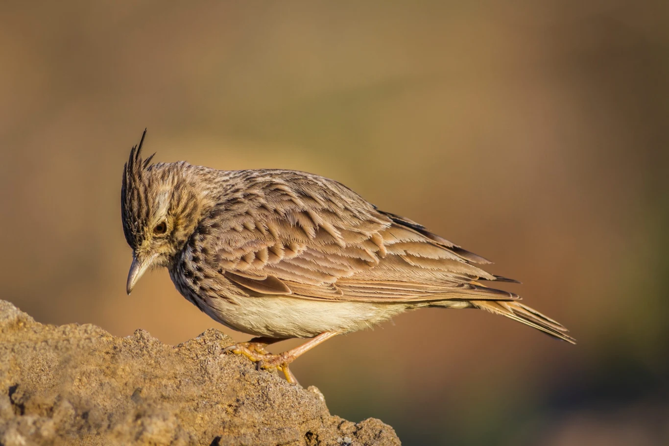 Skowronek z wyraźnym czubkiem na głowie siedzi na skale, zwrócony w lewo, oświetlony ciepłym światłem, z dobrze widocznym prążkowaniem na upierzeniu.