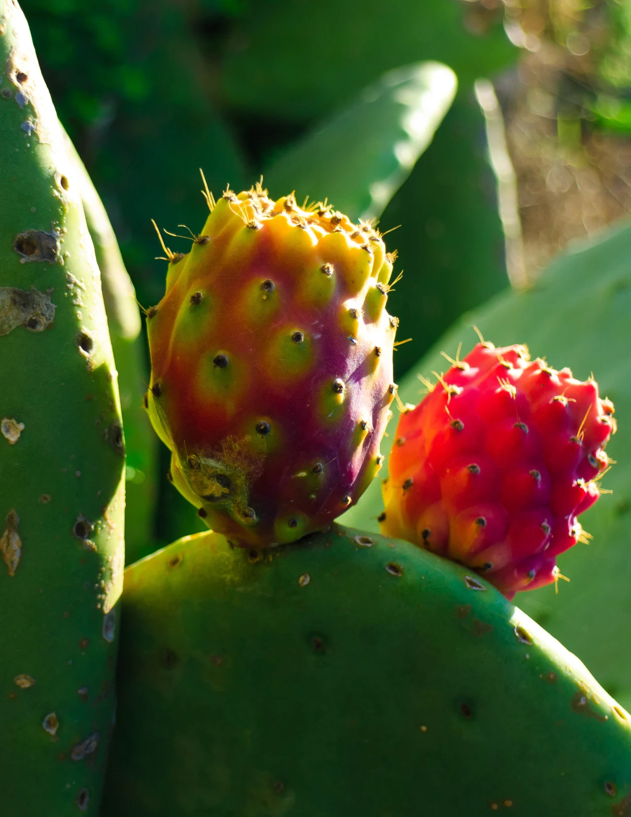 Dwa dojrzałe owoce opuncji na zielonych, mięsistych liściach kaktusa, o intensywnych kolorach żółto-fioletowym i czerwonym.