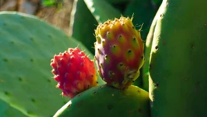 Nopal - liście kaktusa, które wspierają jelita i płaski brzuch