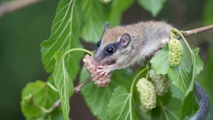 Koszatkę leśną trudno jest zaobserwować. Żyje głównie w Sudetach