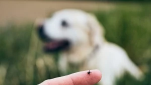 Które zwierzęta zjadają kleszcze? Zdziwisz się 