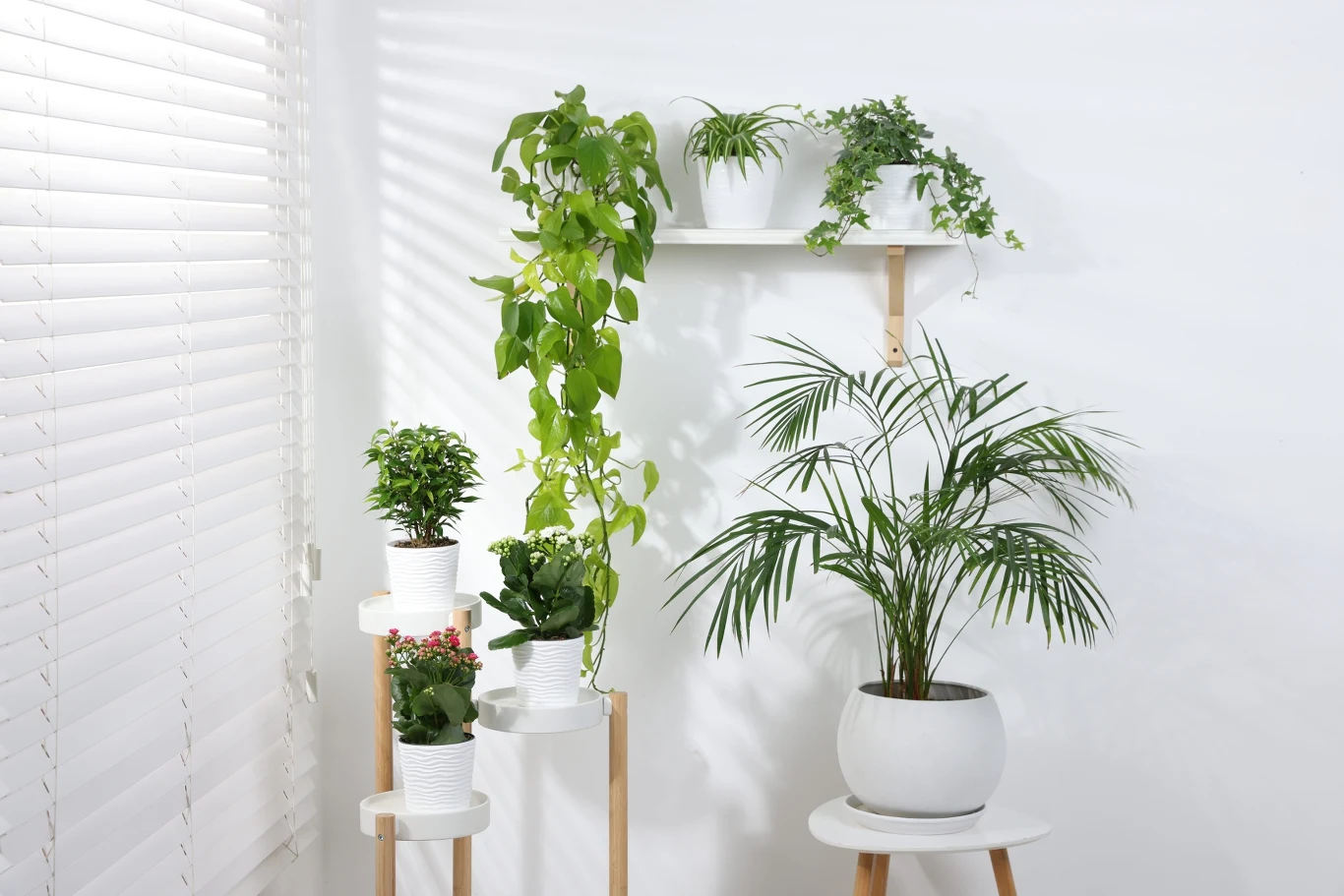 Kilkanaście doniczek z zielonymi roślinami ustawionych na drewnianych stojakach i białej półce na tle białej ściany, całość skąpana w naturalnym świetle wpadającym przez żaluzje.