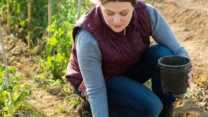 Które rośliny chronią warzywa? Mszyce i komary ich nie znoszą