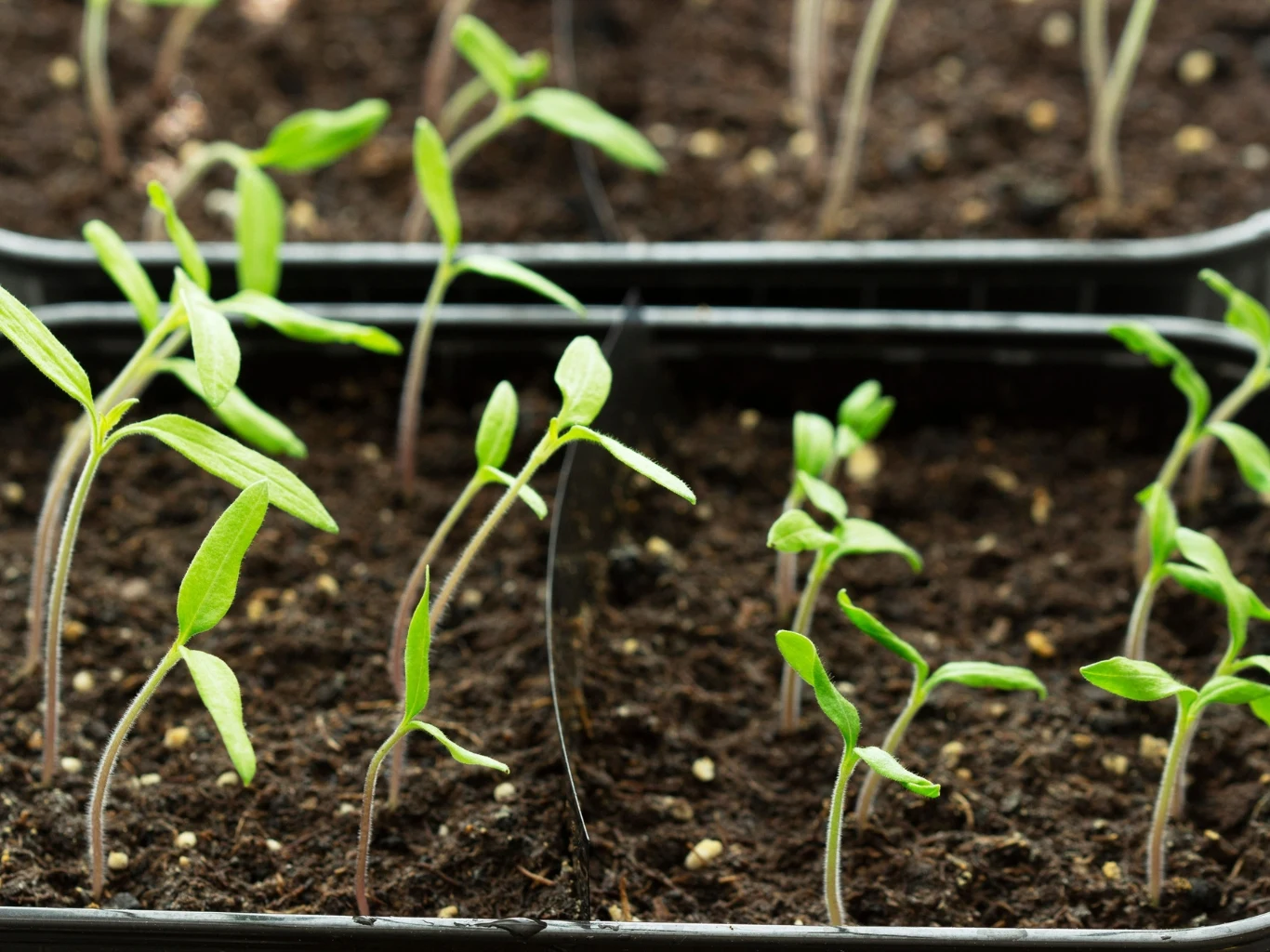 Rzędy młodych sadzonek z jasnozielonymi liśćmi rosną w ciemnej, wilgotnej ziemi w plastikowych pojemnikach, większość roślin jest na etapie pierwszych liści właściwych.