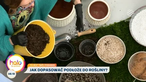 Monstera i filodendron będą rosły lepiej. Ekspertka radzi, co dodać do ziemi w doniczce