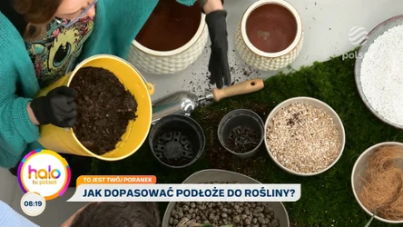 Monstera i filodendron będą rosły lepiej. Ekspertka radzi, co dodać do ziemi w doniczce