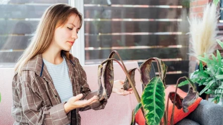 Rośliny usychają pomimo regularnego podlewania? Warto zwrócić uwagę na te elementy.