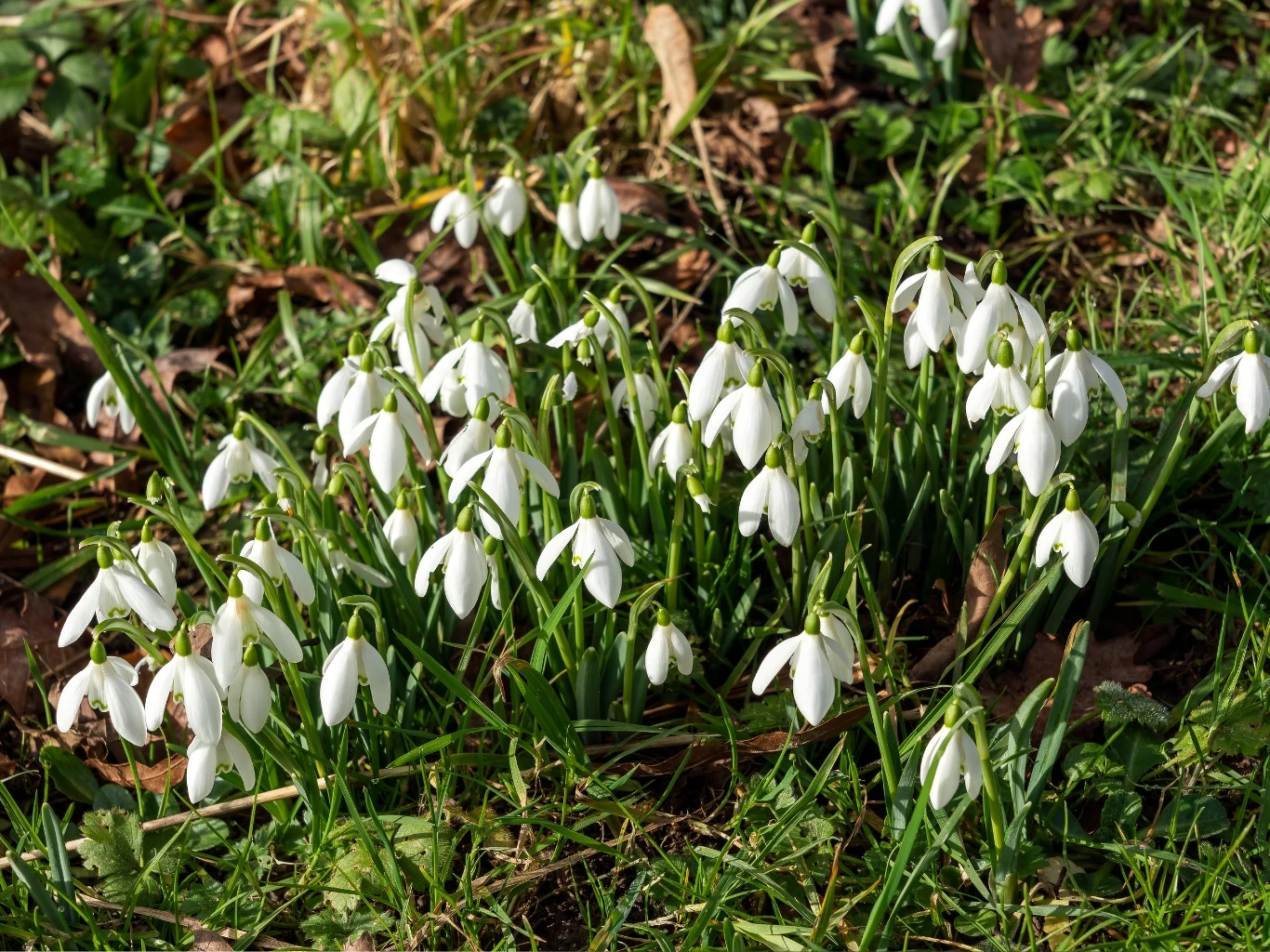 Kiedy rozmnażać przebiśniegi? Kępka śnieżyczek przebiśniegów o białych, dzwonkowatych kwiatach wyrastających spośród zielonych liści na tle zielonej trawy i suchych liści.