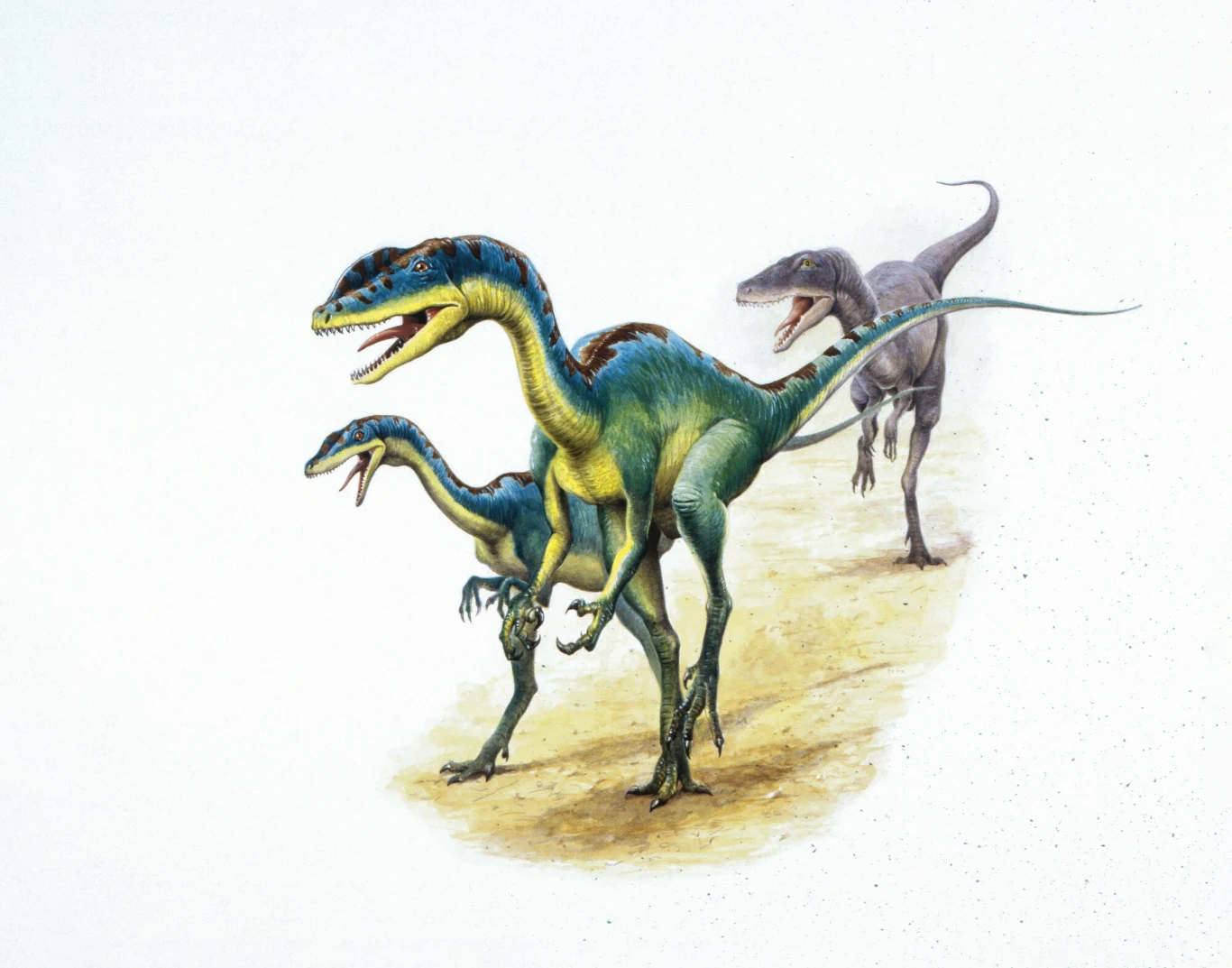 Trzy dinozaury o smukłych sylwetkach, z długimi ogonami i pazurami, poruszają się szybko po jasnym, piaszczystym terenie; dwa z nich mają wyraziste niebiesko-zielone ubarwienie, trzeci, w tle, jest ciemniejszy i nieco większy, biegnie za pozostałymi dr...