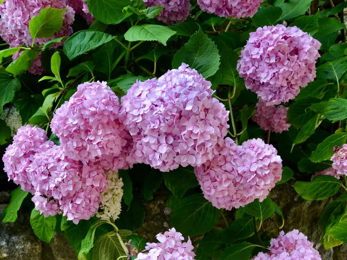 Różowe kwiaty hortensji w pełnym rozkwicie otoczone zielonymi liśćmi.