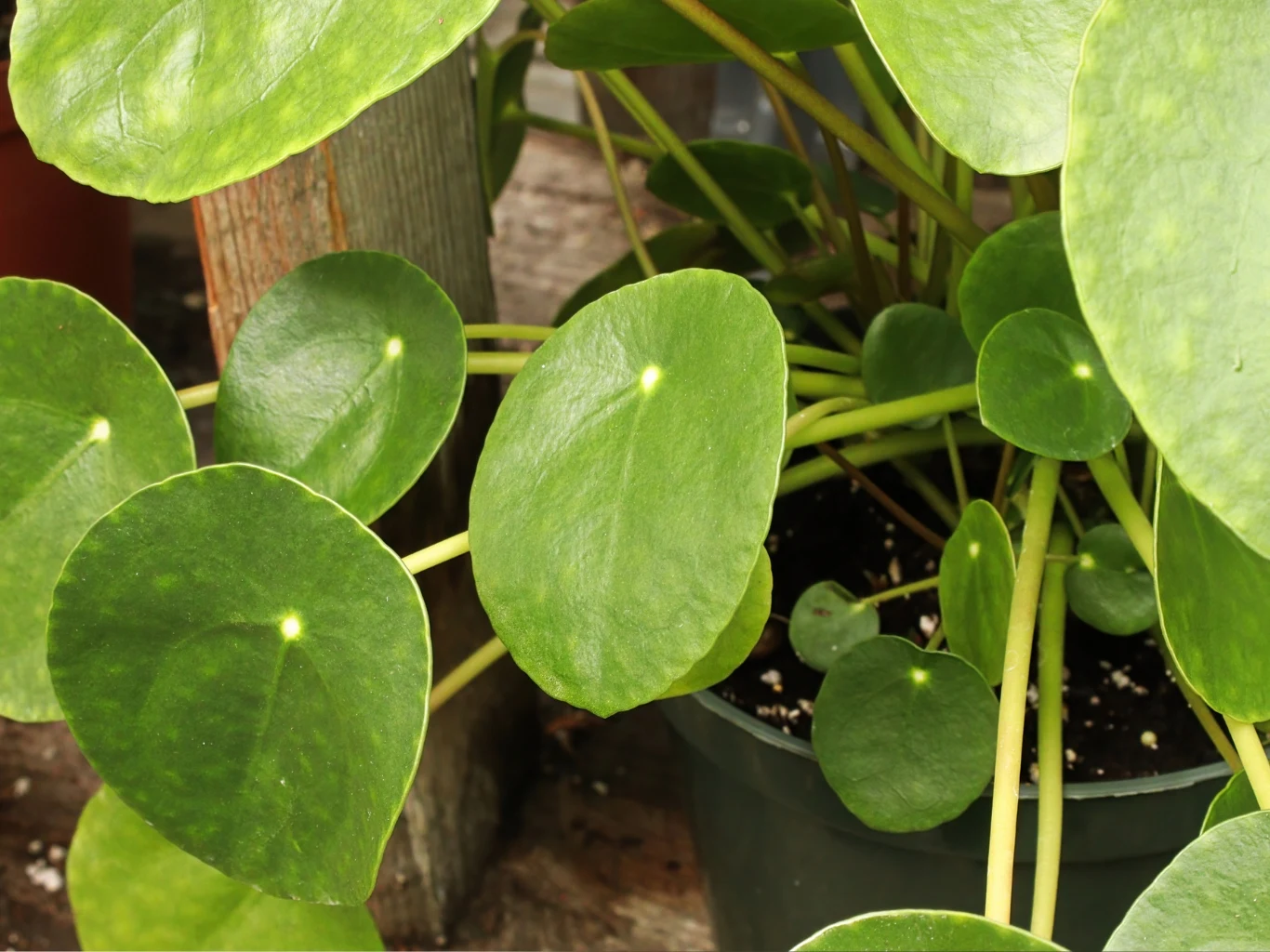 Pieniążek to istna fabryka darmowych sadzonek. Zielone, okrągłe liście rośliny doniczkowej o błyszczącej powierzchni, skupione na długich, cienkich łodygach wyrastających z czarnej doniczki z ziemią.