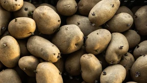 Kiełkujące ziemniaki lądują do kosza? Nie zawsze muszą tak kończyć