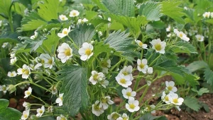 Trzy kroki do udanych plonów truskawek. Wszystkie wykonaj w marcu