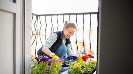 Te kwiaty można sadzić na balkonie już w marcu