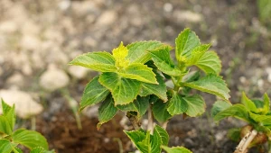 Ogromne kwiaty i silne pędy hortensji. Jest na to tylko jeden pewny sposób