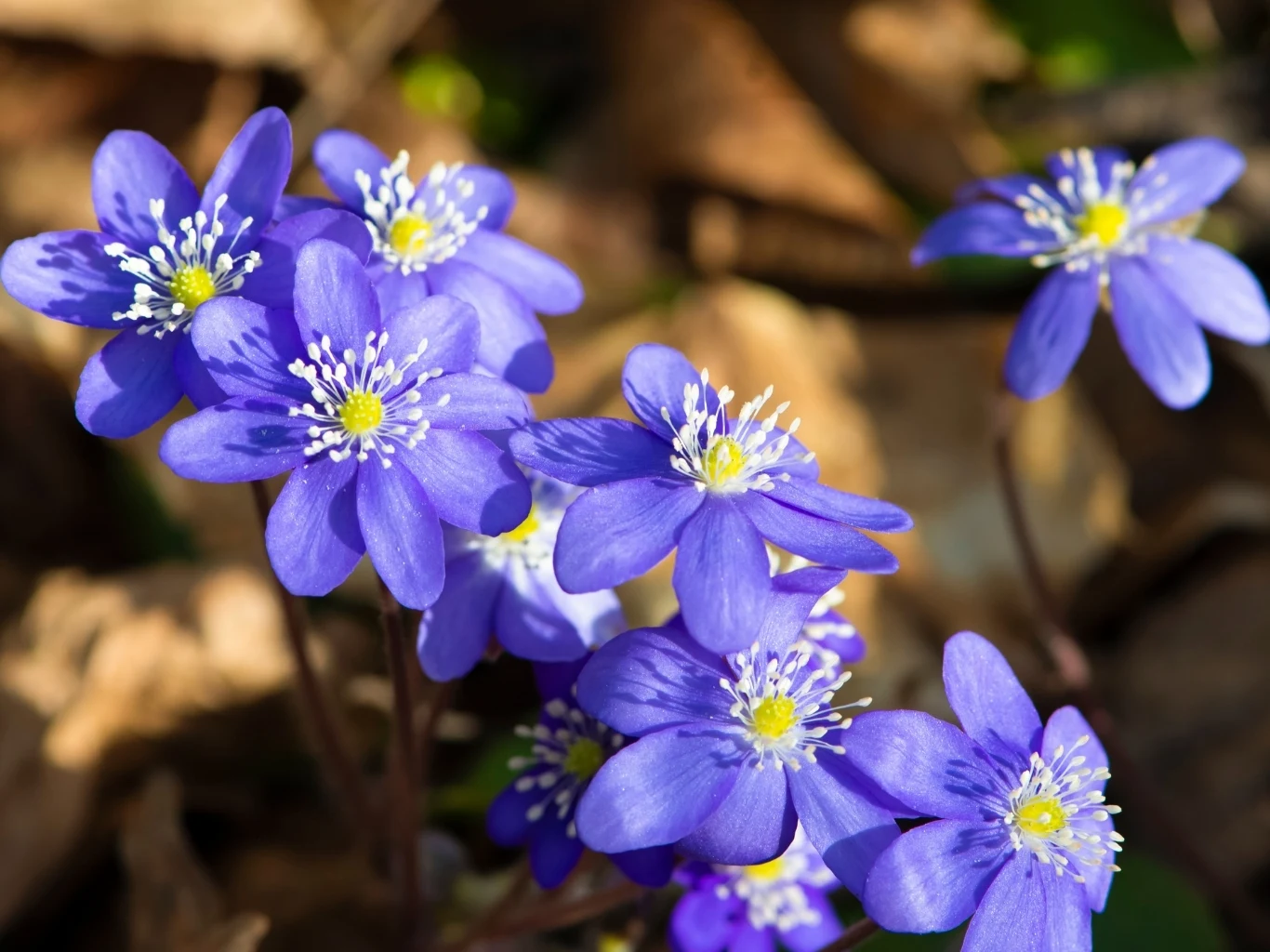 Grupa niebieskich przylaszczek o żółtych środkach i białych pręcikach. 