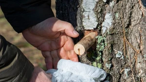 Masz brzozę na podwórku? Marzec to najlepszy czas na zbiór