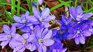 Zaczyna kwitnąć, zanim wytworzy liście. Niestraszny jej przymrozek