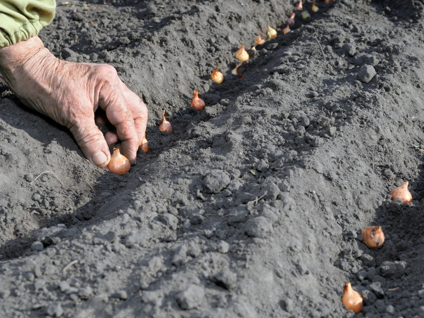 Wyjaśniamy, dlaczego warto zaprawiać cebulę dymkę przed sadzeniem. Ręka sadzi cebulę dymkę w równych odstępach na wilgotnej, ciemnej glebie przygotowanej do uprawy.