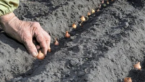 Pół godziny kąpieli przed sadzeniem. Cebule będą duże i pyszne