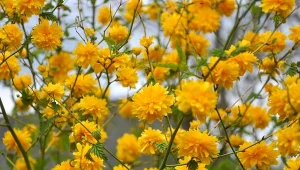 Jak uprawiać złotlin japoński?