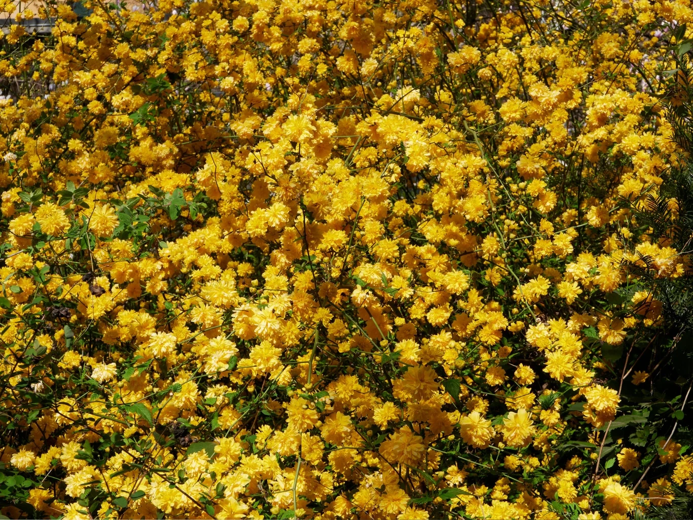 Gęste krzewy pokryte licznymi, drobnymi żółtymi kwiatami tworzącymi wyrazisty, jednolity dywan barw.