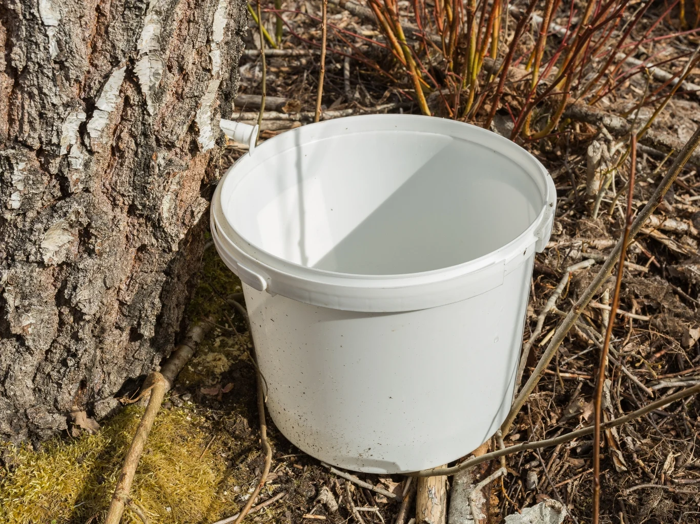 Ściąganie soku z brzozy wczesna wiosną 