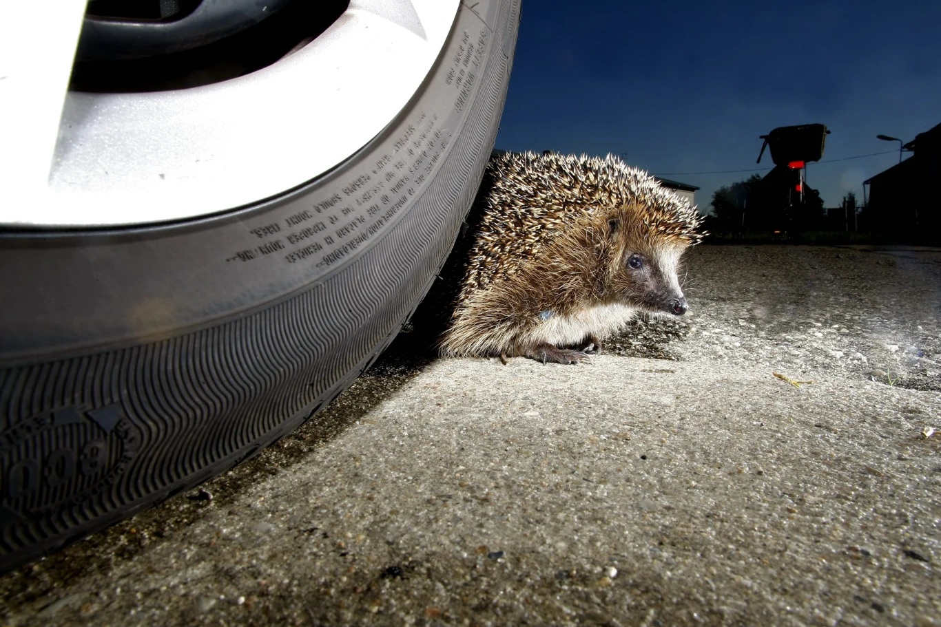 Jeż przemieszczający się tuż obok dużej opony samochodu na asfaltowej nawierzchni, kontrastujący z ciemnym tłem ulicy wieczorem.