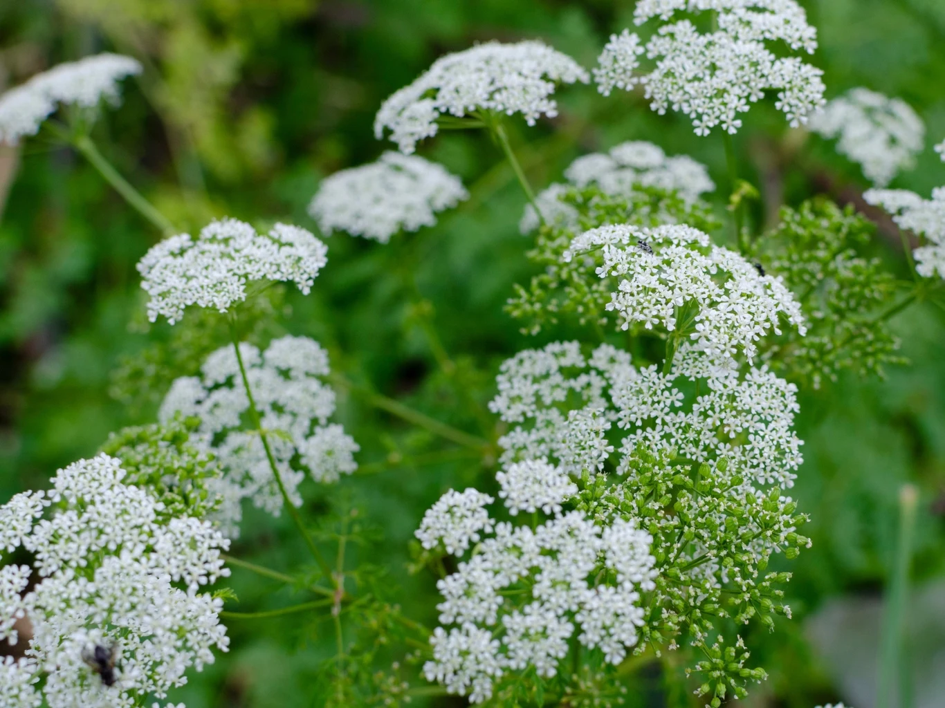 Białe kwiatostany o baldachowatej budowie wyrastające na zielonych łodygach, otoczone zielonymi liśćmi i delikatnym, naturalnym tłem.