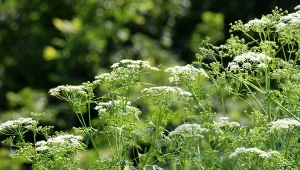 Kminek zwyczajny. Niezbędny w kuchni i domowej apteczce